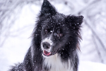 Naklejka premium Close up cute adorable black and white dog in snow. Snowflakes falling in winter season. Shallow depth of field, low angle