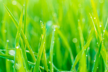 Obraz premium Zielony ryż niełuskany z kroplą porannej rosy z bliska selektywnej ostrości