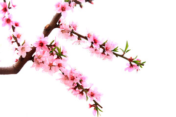 Peach trees blossom in spring