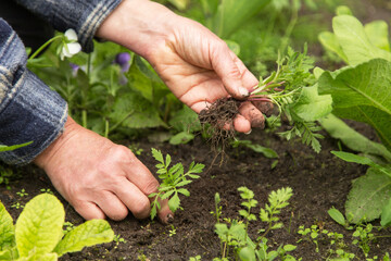 Naklejka na ściany i meble Farmer hands seeding young plants in soil in garden