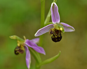 Bienen-Ragwurz, Ophrys apifera, bee orchid