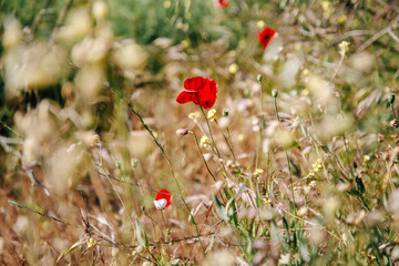 beautiful wildflower meadow with red poppy flowers
