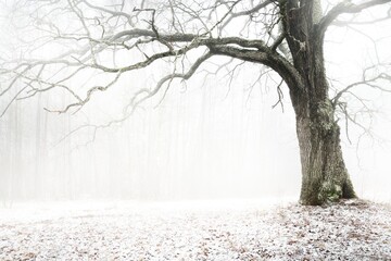 An ancient dry oak tree in a white mist, close-up. Mysterious winter scene. Dark trees silhouettes...