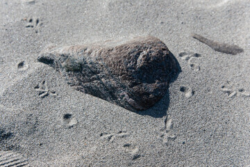 little footprints of a bird in sand on a beach in sweden