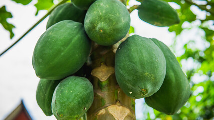 Group of green papaya on the tree harvest at the orchard with nature bokeh background. Species in the genus Carica of the family Caricaceae. Selective focus on foreground.