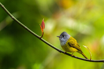 grey headed canary flycatcher
