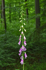 Roter Fingerhut, Digitalis purpurea, common foxglove,