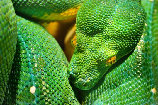 Green tree python Morelia viridis close-up. Tallinn zoo, Estonia. Portrait art. Environmental conservation, wildlife, zoology, herpetology theme