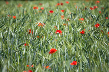 Fototapeta premium Poppy flowers in the sun.