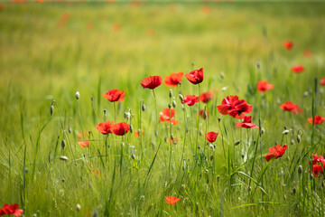 Fototapeta na wymiar Poppy flowers in the sun.