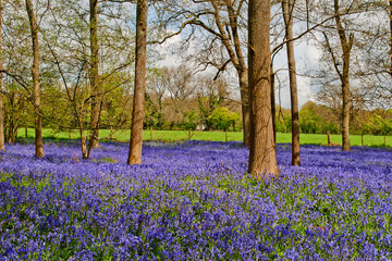 Bluebell Woods at The Spinney in Greys Court Rotherfield Greys near Henley on Thames Oxfordshire England UK