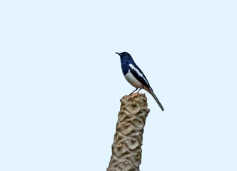 Magpie sitting on top of dry tree trunk.
