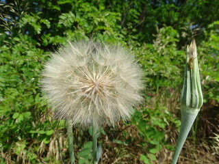 Meadow Salsify