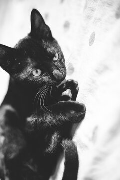 hidden black cat playing 