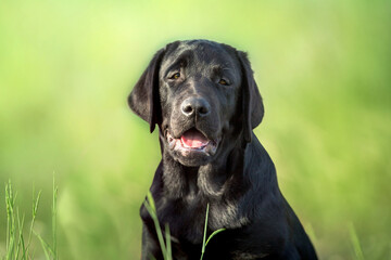 Black labrador retriever dog portrait in summer meadow