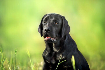 Black labrador retriever dog portrait in summer meadow