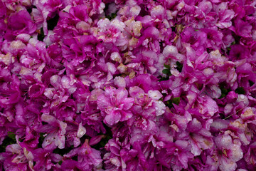 Obraz premium 梅雨