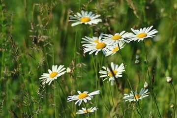 daisies flowers. plants with white petals in green grass