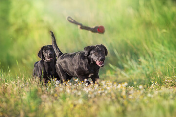 Black labrador retriever dogs play outdoor