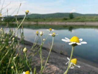 daisies flowers. plants with white petals in green grass