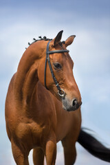 Bay stallion in bridle close up portrat against blue sky