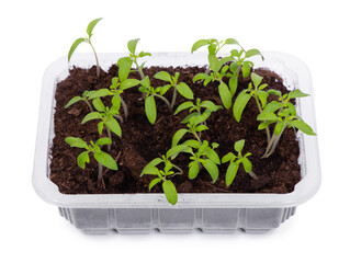 Young tomato seedlings in a transparent plastic container isolated
