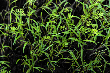 Young dill sprouted