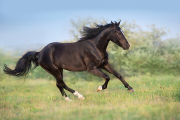Fototapeta na wymiar Black horse free run gallop in medow