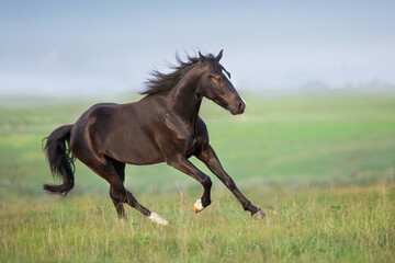 Obraz na płótnie Canvas Black horse free run gallop in medow