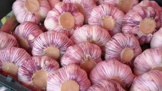Heap of garlic heads laid out in a box
