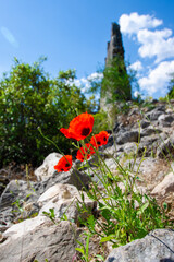 Beautiful wild red poppy flower on the rock. The shot was taken in Turkey.
