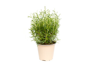 Rosemary green plant growing on bracket on white background isolated