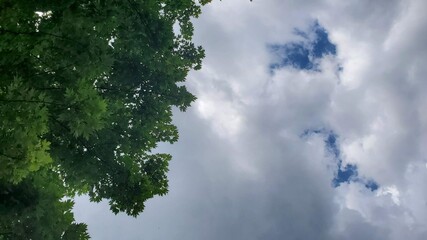 Obraz na płótnie Canvas trees and clouds in the sky