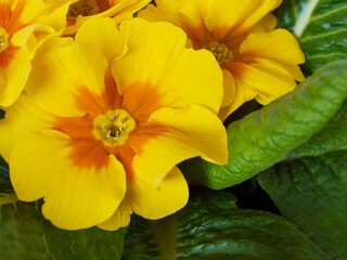 Yellow flowering common primrose, close-up
