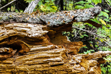 Old Pine Tree Trunk