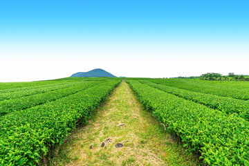 Fototapeta na wymiar Walkway in tea plantation on Jeju Island, tea farm on the hill in a clear day.