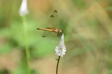 yellow dragonfly resting on a white flower