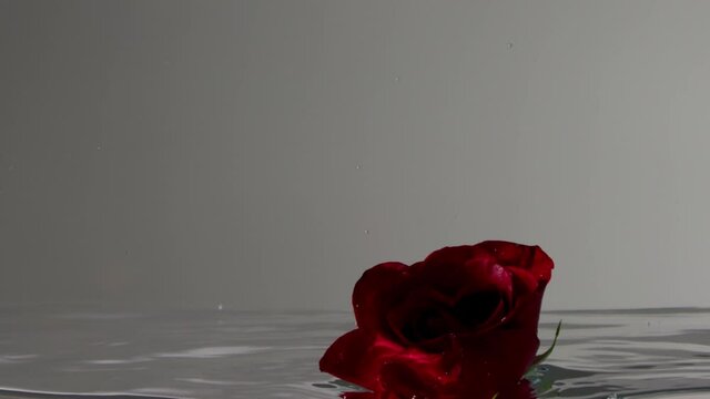 red rose blooms under water in slow motion from 120 fps