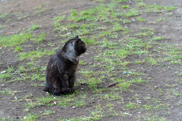 Big black tomcat sit on earth in cloudy day near green grass. Homeless cat resting outdoor....