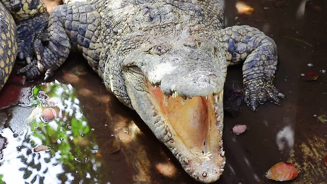 Crocodile on a lake at zoo Thailand 