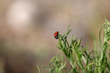 ladybug on a plant