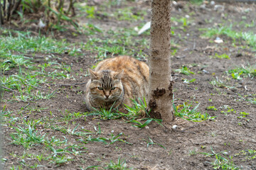 Big orange stripes tomcat lay near tree tree trunk and relax. Homeless cat resting between tree and bush. Landscape image with copy space.