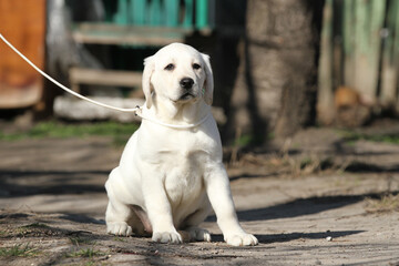 a yellow labrador in the park