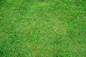 Fototapeta premium green grass