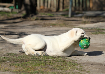 yellow labrador in the park