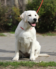 sweet yellow labrador in the park