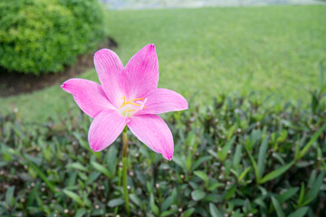 Close up of purple flower, shallow depht of field