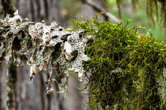Tree Lungwort (Lobaria pulmonaria)