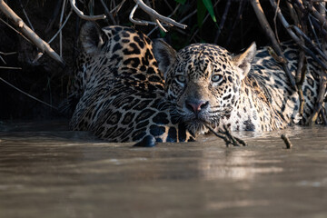 Wild Jaguar in the water- Pantanal, Brazil  