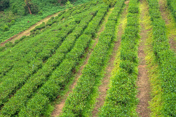 Fototapeta na wymiar green tea plantation in northern thailand